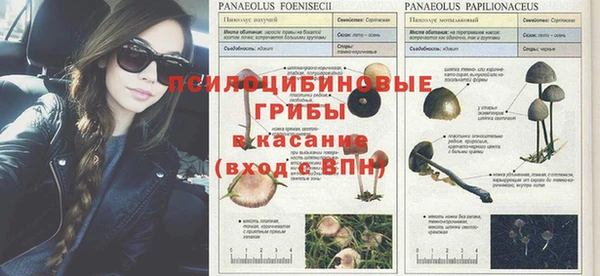 шишки Абаза